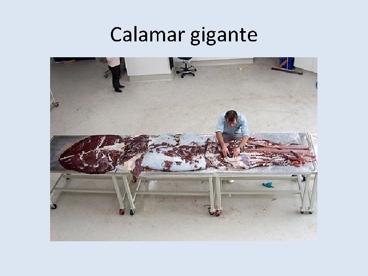 Calamar gigante 