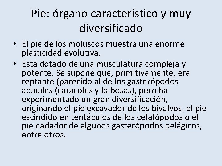 Pie: órgano característico y muy diversificado • El pie de los moluscos muestra una