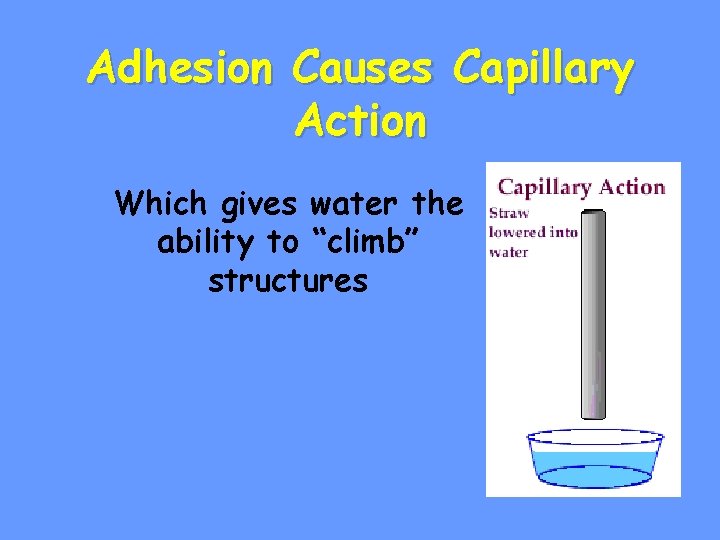 Adhesion Causes Capillary Action Which gives water the ability to “climb” structures 