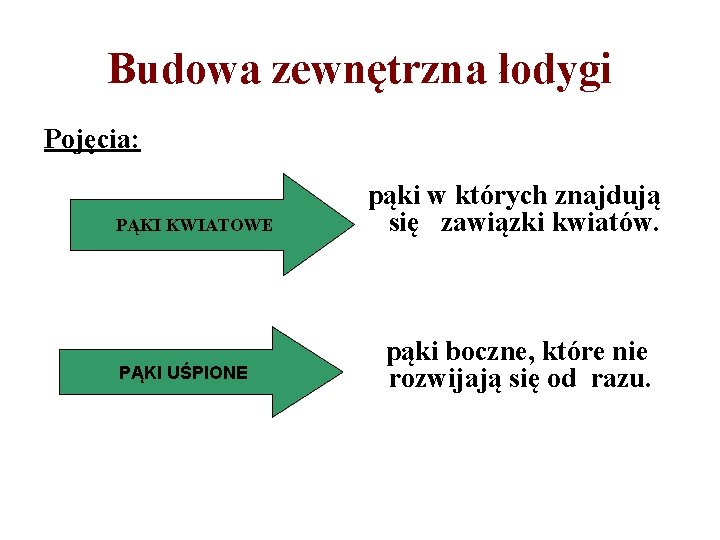 Budowa zewnętrzna łodygi Pojęcia: pąki w których znajdują PĄKI KWIATOWE PĄKI UŚPIONE się zawiązki