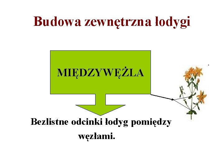 Budowa zewnętrzna łodygi MIĘDZYWĘŻLA Bezlistne odcinki łodyg pomiędzy węzłami. 