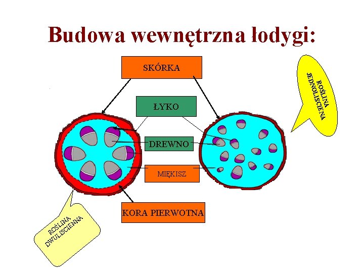 Budowa wewnętrzna łodygi: SKÓRKA DREWNO MIĘKISZ A NA NN I ŚL CIE O R