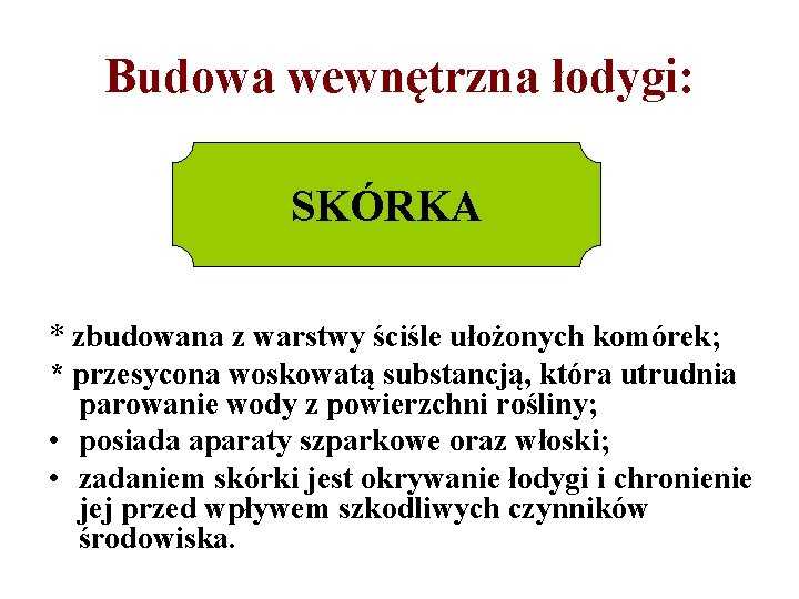 Budowa wewnętrzna łodygi: SKÓRKA * zbudowana z warstwy ściśle ułożonych komórek; * przesycona woskowatą