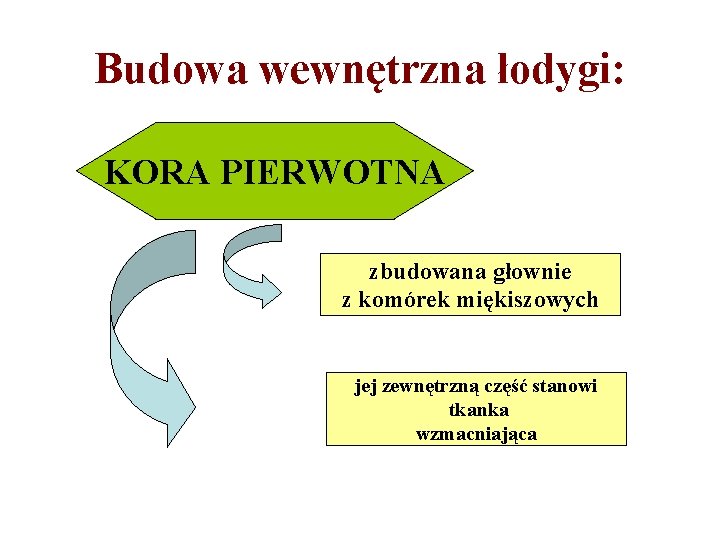 Budowa wewnętrzna łodygi: KORA PIERWOTNA zbudowana głownie z komórek miękiszowych jej zewnętrzną część stanowi