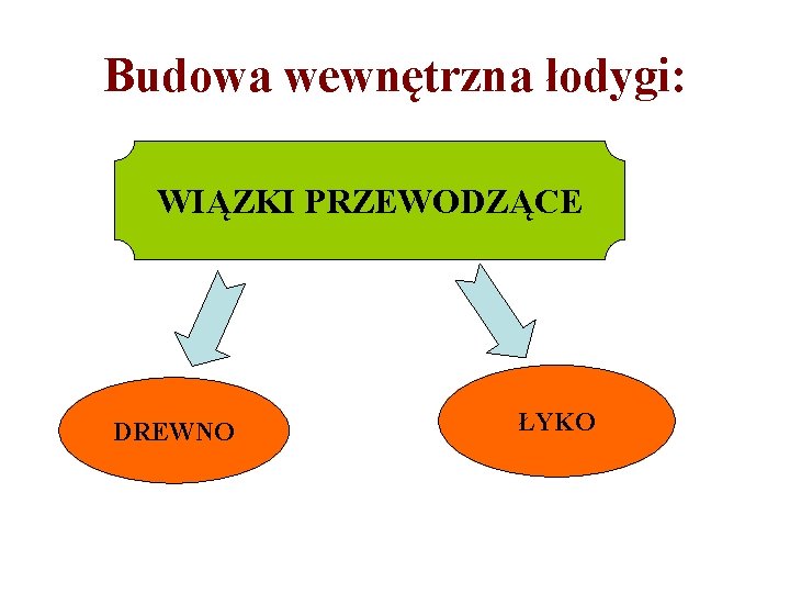 Budowa wewnętrzna łodygi: WIĄZKI PRZEWODZĄCE DREWNO ŁYKO 