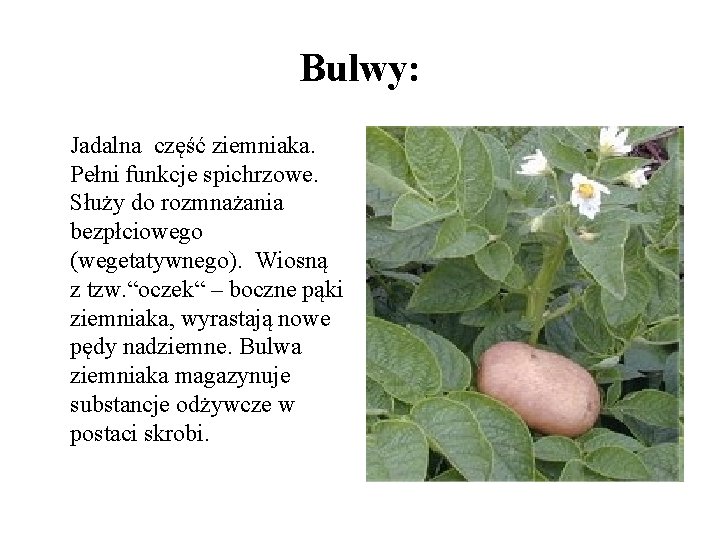 Bulwy: Jadalna część ziemniaka. Pełni funkcje spichrzowe. Służy do rozmnażania bezpłciowego (wegetatywnego). Wiosną z