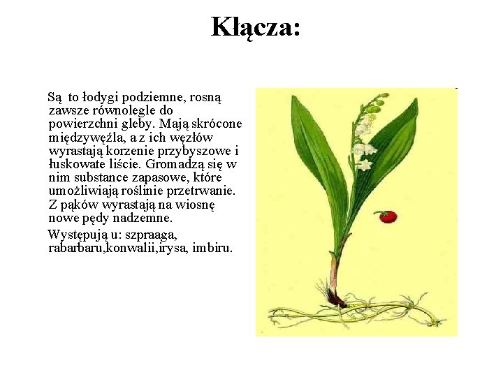 Kłącza: Są to łodygi podziemne, rosną zawsze równolegle do powierzchni gleby. Mają skrócone międzywęźla,