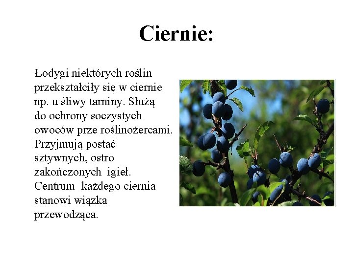 Ciernie: Łodygi niektórych roślin przekształciły się w ciernie np. u śliwy tarniny. Służą do