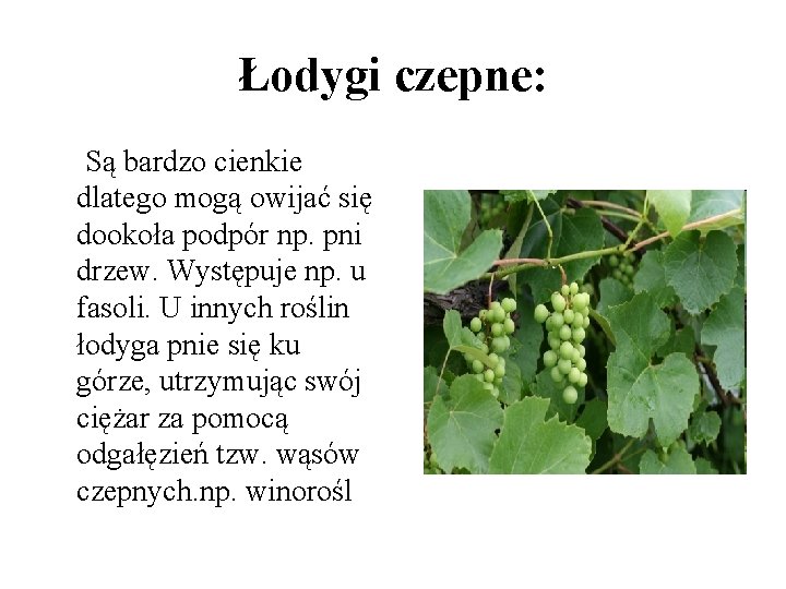 Łodygi czepne: Są bardzo cienkie dlatego mogą owijać się dookoła podpór np. pni drzew.