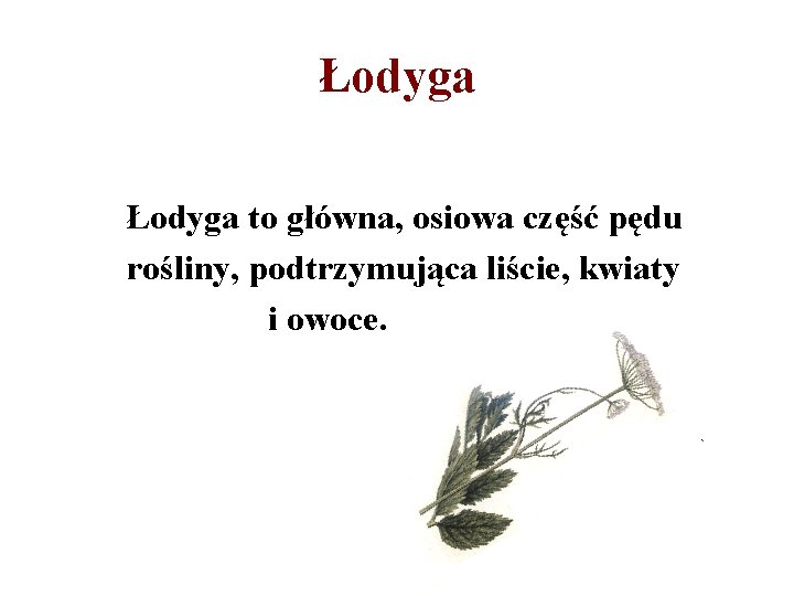 Łodyga to główna, osiowa część pędu rośliny, podtrzymująca liście, kwiaty i owoce. 