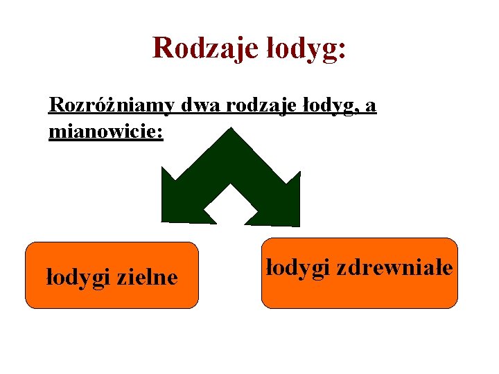 Rodzaje łodyg: Rozróżniamy dwa rodzaje łodyg, a mianowicie: łodygi zielne łodygi zdrewniałe 