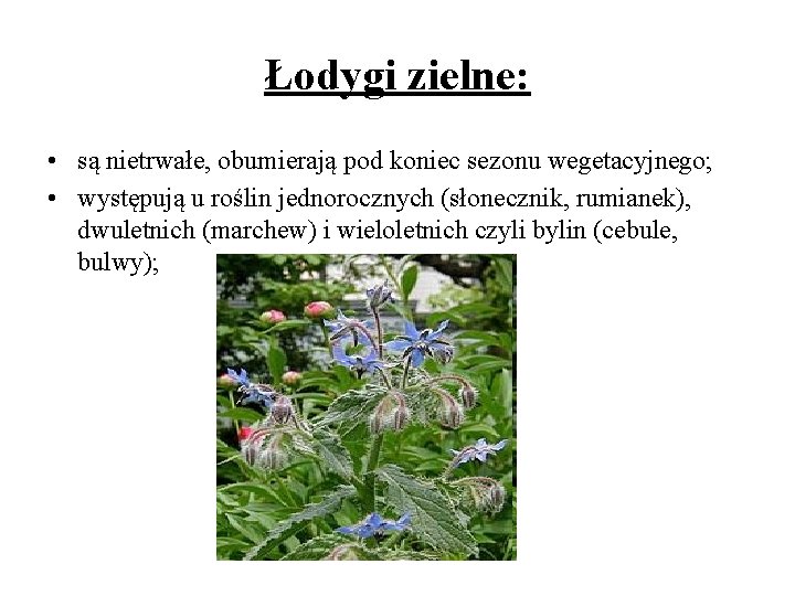 Łodygi zielne: • są nietrwałe, obumierają pod koniec sezonu wegetacyjnego; • występują u roślin