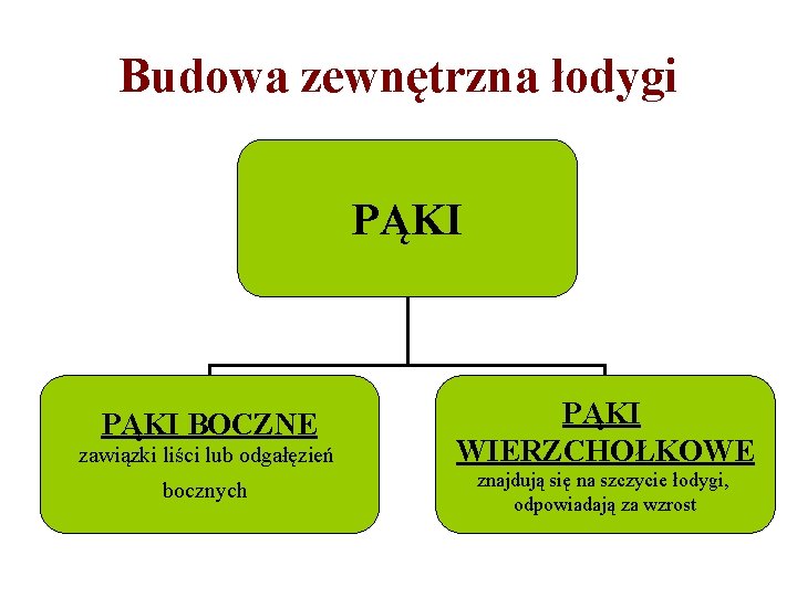 Budowa zewnętrzna łodygi PĄKI BOCZNE zawiązki liści lub odgałęzień bocznych PĄKI WIERZCHOŁKOWE znajdują się