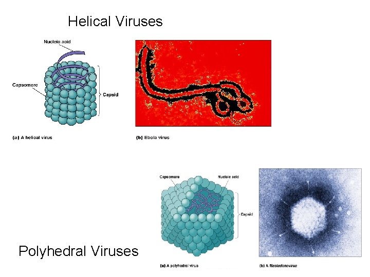 Helical Viruses Polyhedral Viruses 