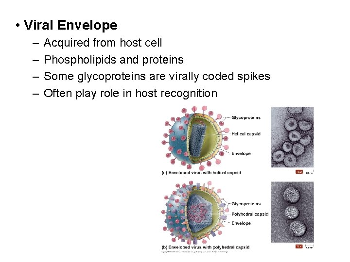  • Viral Envelope – – Acquired from host cell Phospholipids and proteins Some