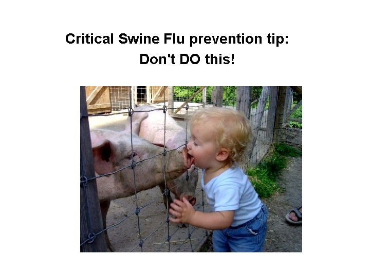 Critical Swine Flu prevention tip: Don't DO this! 