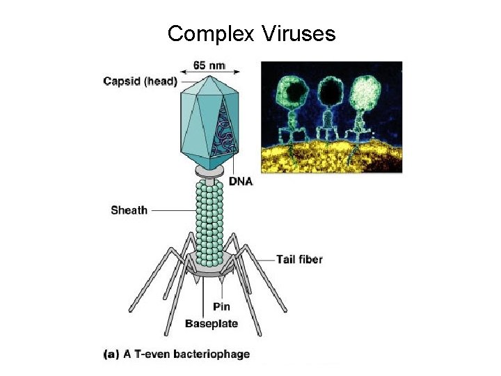 Complex Viruses 