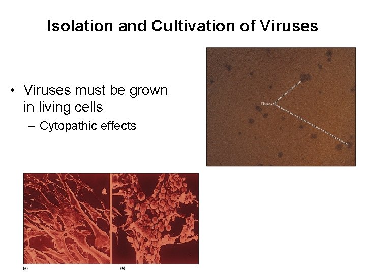 Isolation and Cultivation of Viruses • Viruses must be grown in living cells –