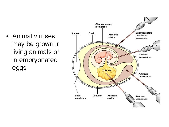  • Animal viruses may be grown in living animals or in embryonated eggs