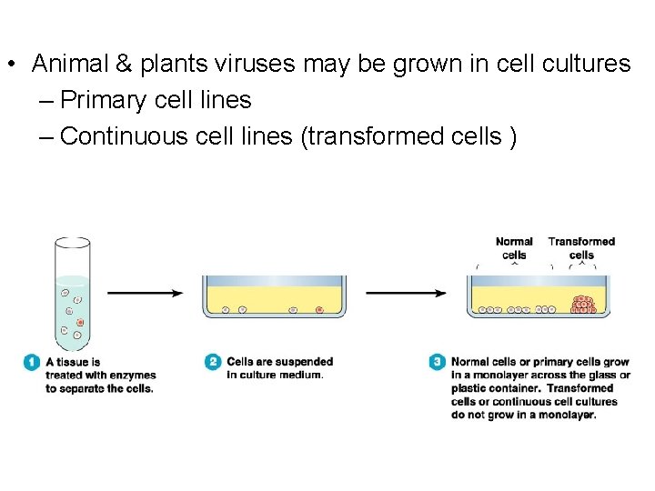  • Animal & plants viruses may be grown in cell cultures – Primary
