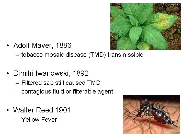  • Adolf Mayer, 1886 – tobacco mosaic disease (TMD) transmissible • Dimitri Iwanowski,