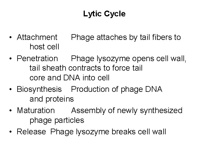 Lytic Cycle • Attachment Phage attaches by tail fibers to host cell • Penetration