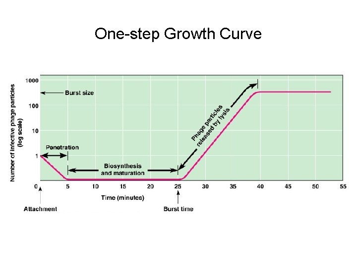One-step Growth Curve 
