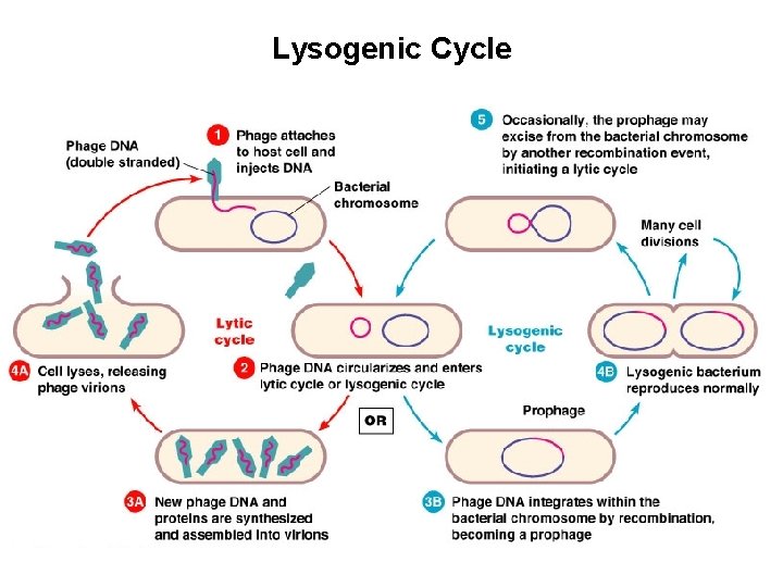 Lysogenic Cycle 