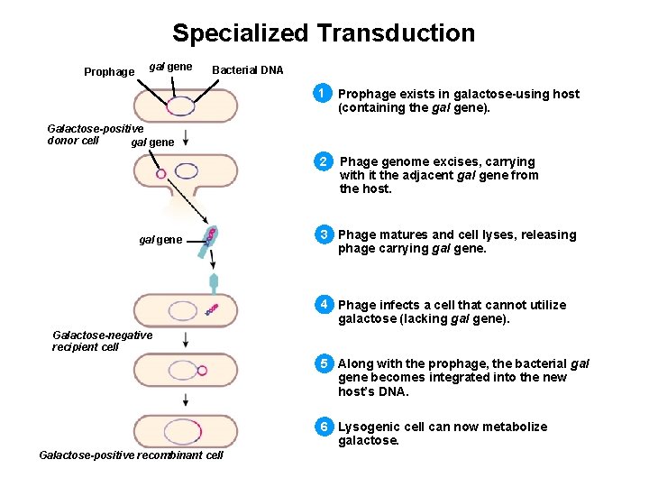 Specialized Transduction Prophage gal gene Bacterial DNA 1 Prophage exists in galactose-using host (containing