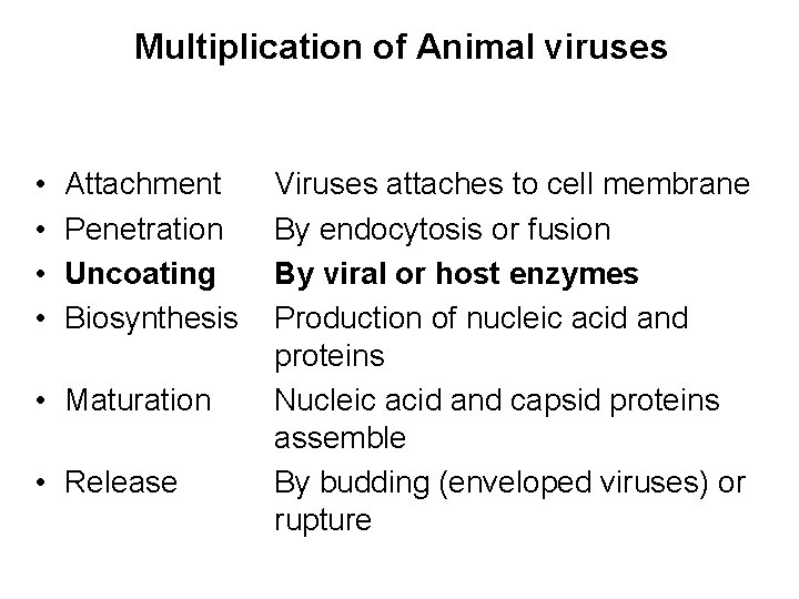 Multiplication of Animal viruses • • Attachment Penetration Uncoating Biosynthesis • Maturation • Release