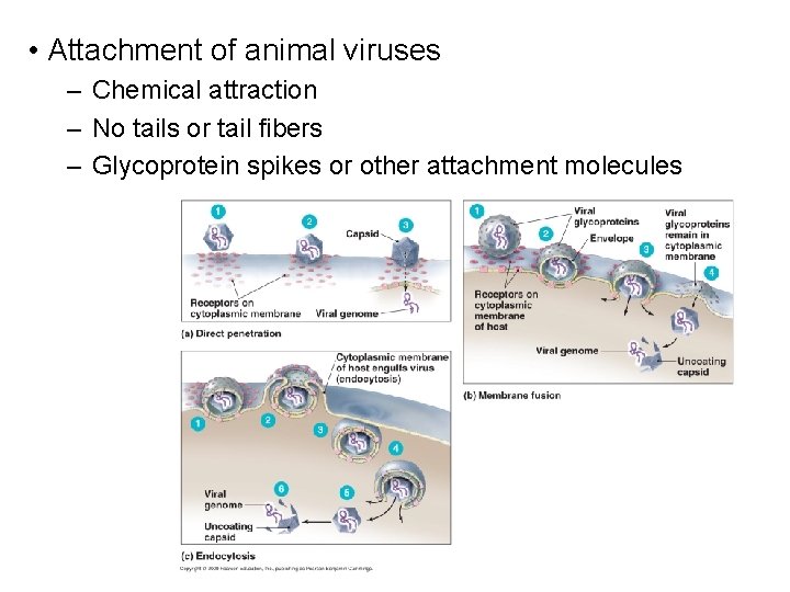  • Attachment of animal viruses – Chemical attraction – No tails or tail