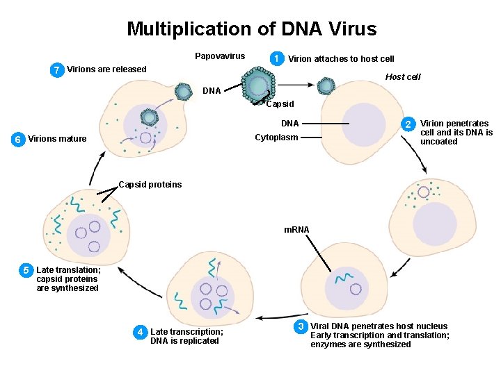 Multiplication of DNA Virus Papovavirus 1 Virion attaches to host cell 7 Virions are