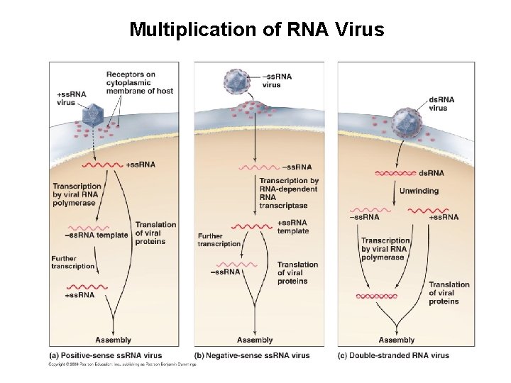 Multiplication of RNA Virus [INSERT FIGURE 13. 13] 