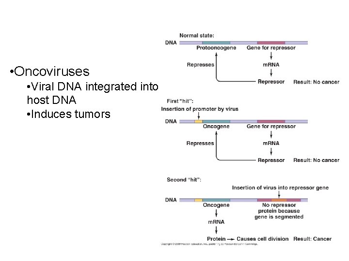  • Oncoviruses • Viral DNA integrated into host DNA • Induces tumors 