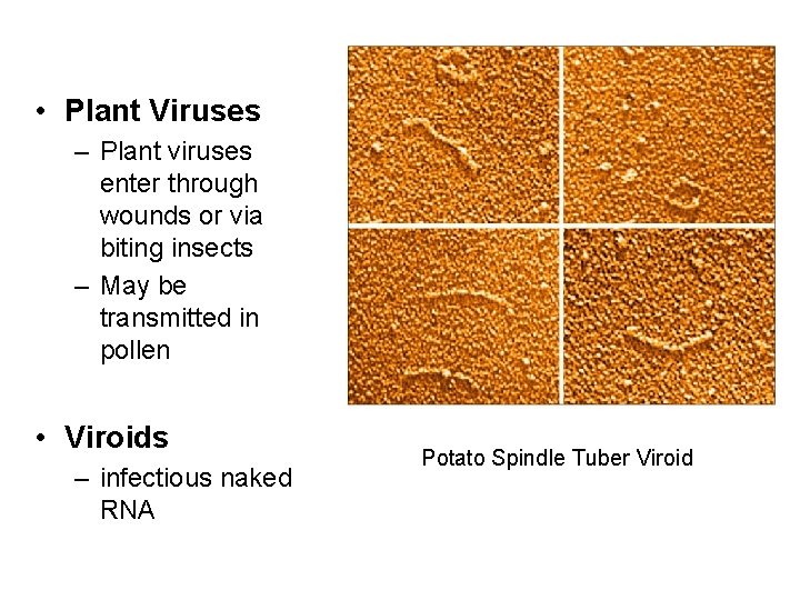  • Plant Viruses – Plant viruses enter through wounds or via biting insects
