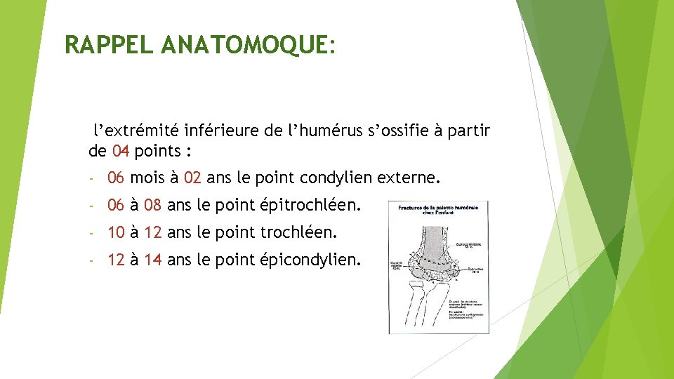 RAPPEL ANATOMOQUE: l’extrémité inférieure de l’humérus s’ossifie à partir de 04 points : -