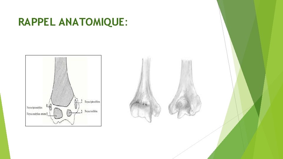 RAPPEL ANATOMIQUE: 