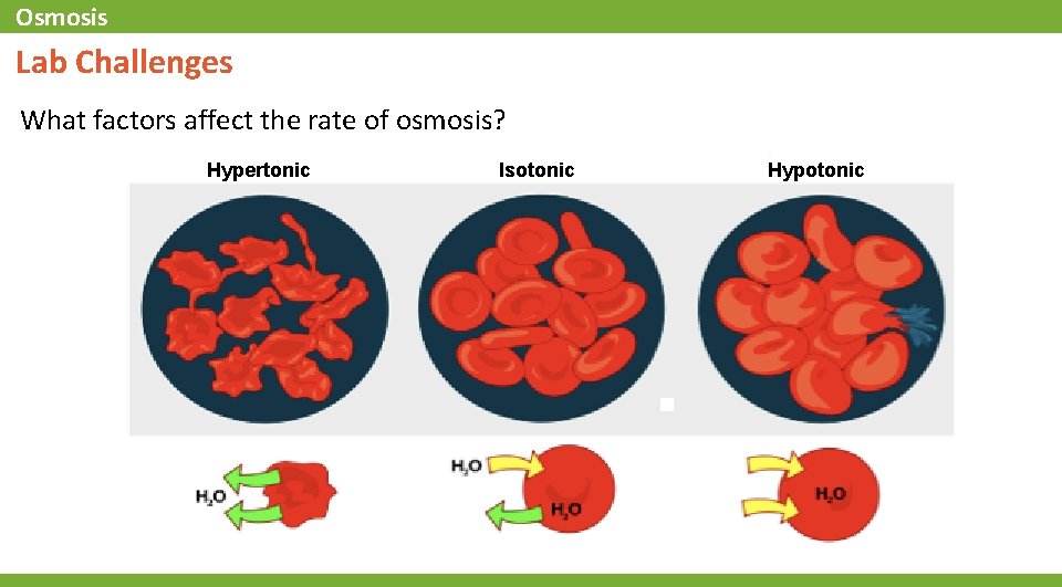 Osmosis Lab Challenges What factors affect the rate of osmosis? Hypertonic Isotonic Hypotonic 