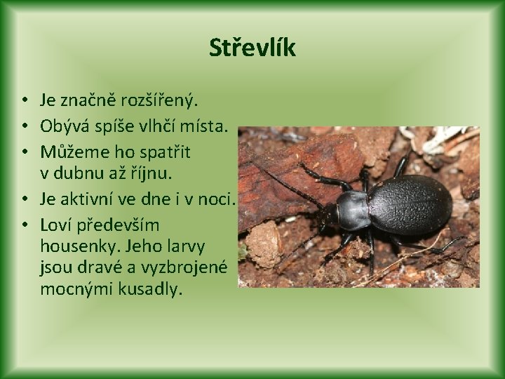 Střevlík • Je značně rozšířený. • Obývá spíše vlhčí místa. • Můžeme ho spatřit