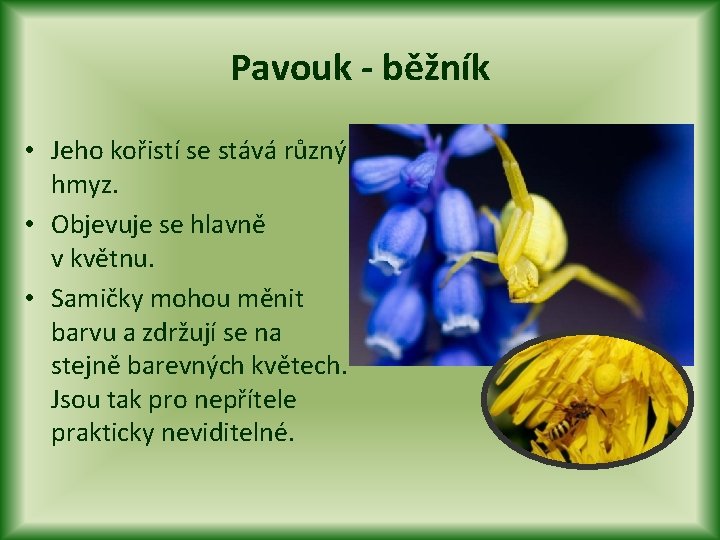 Pavouk - běžník • Jeho kořistí se stává různý hmyz. • Objevuje se hlavně