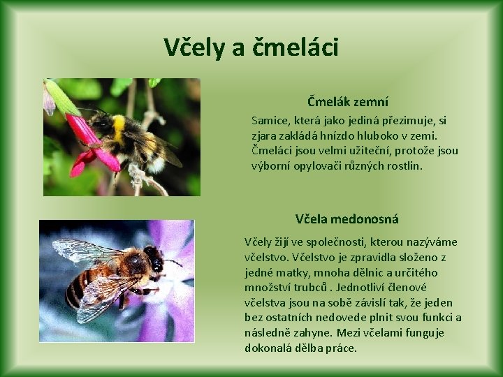 Včely a čmeláci Čmelák zemní Samice, která jako jediná přezimuje, si zjara zakládá hnízdo