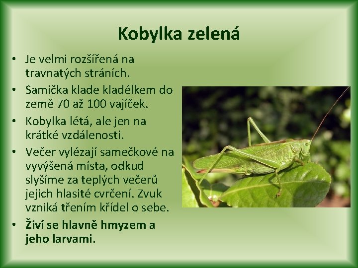 Kobylka zelená • Je velmi rozšířená na travnatých stráních. • Samička klade kladélkem do