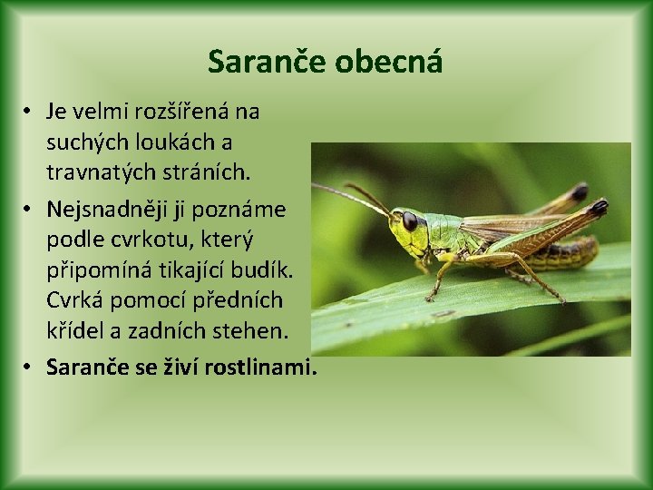 Saranče obecná • Je velmi rozšířená na suchých loukách a travnatých stráních. • Nejsnadněji