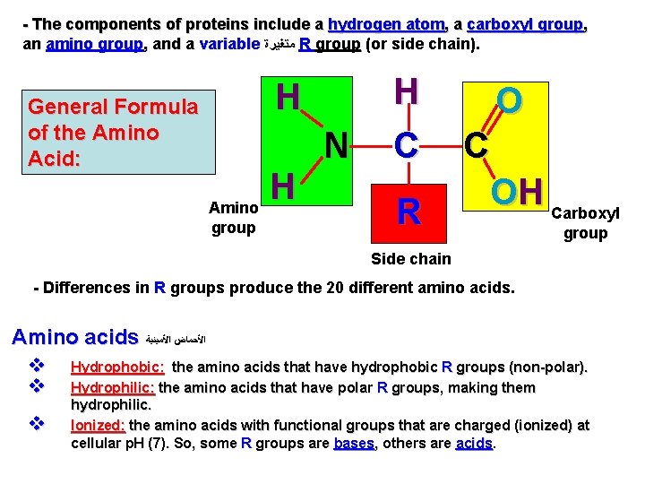 - The components of proteins include a hydrogen atom, a carboxyl group, an amino
