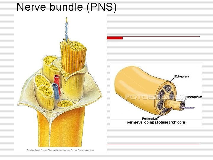 Nerve bundle (PNS) 