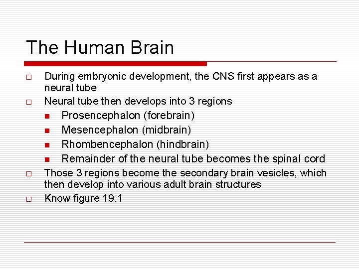 The Human Brain o o During embryonic development, the CNS first appears as a