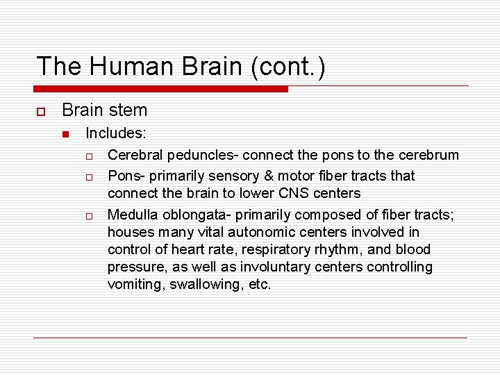 The Human Brain (cont. ) o Brain stem n Includes: o Cerebral peduncles- connect