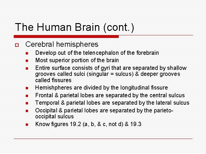 The Human Brain (cont. ) o Cerebral hemispheres n n n n Develop out