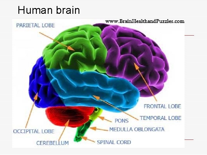 Human brain 