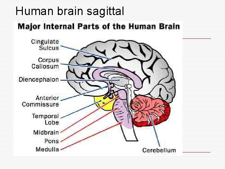 Human brain sagittal 